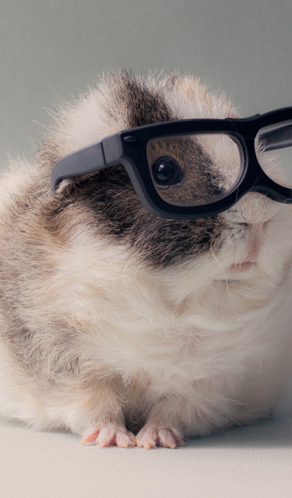 Морская свинка в очках
