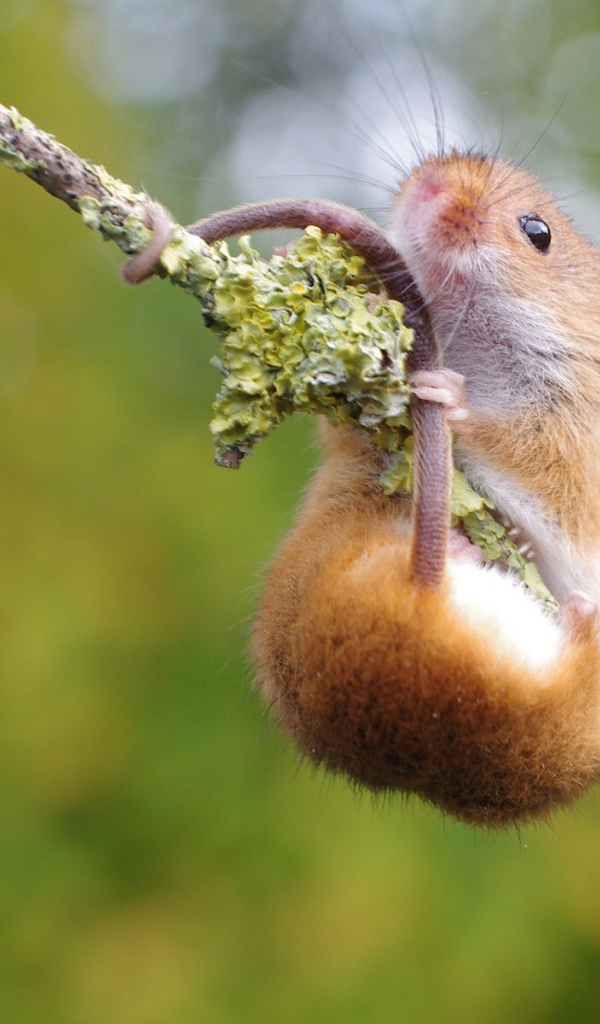 Хомяк повис на ветке