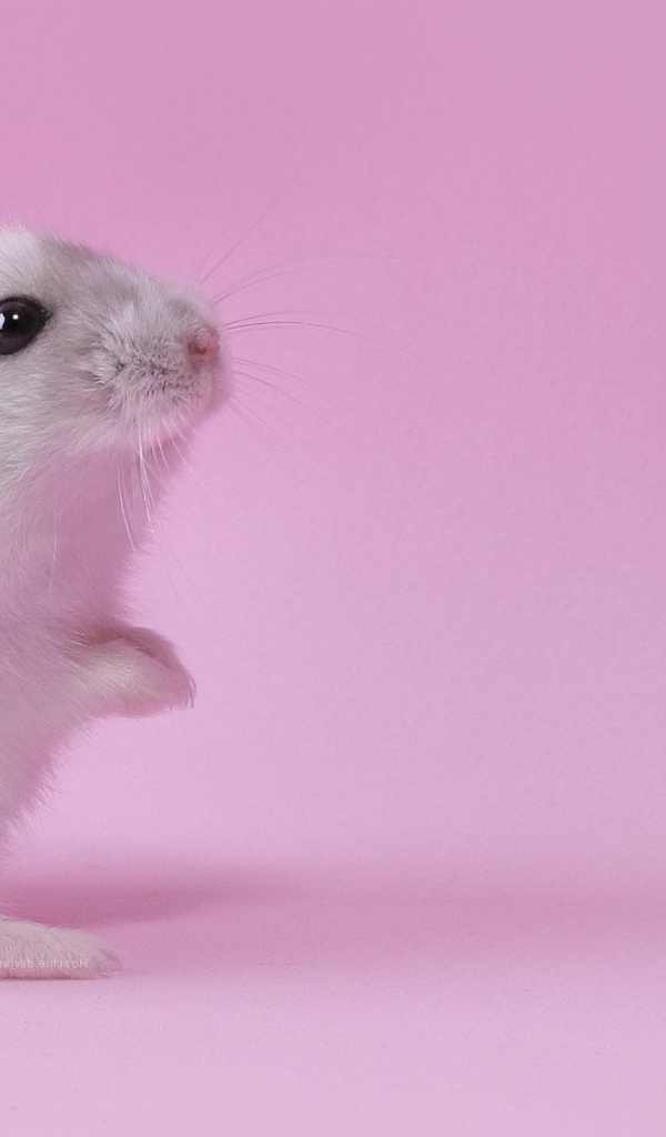 Хомяк на розовом фоне