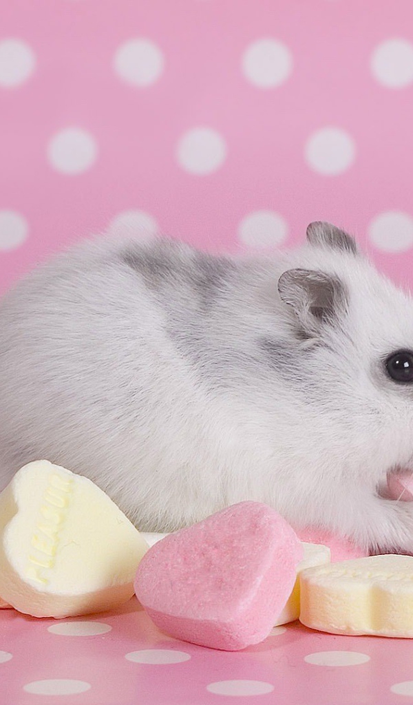 Хомячок со сладостями