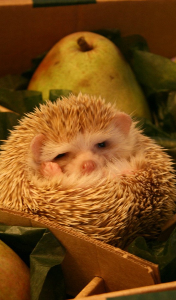 Ёж среди груш