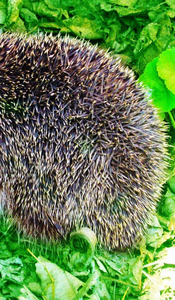 Еж сидит на зеленых листьях