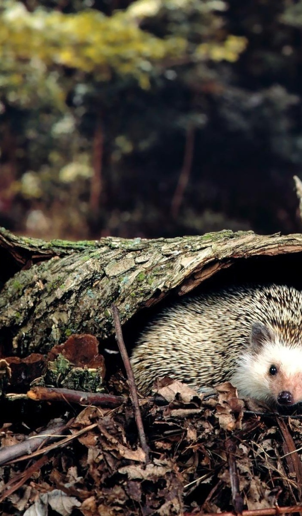 Ежик под корой дерева