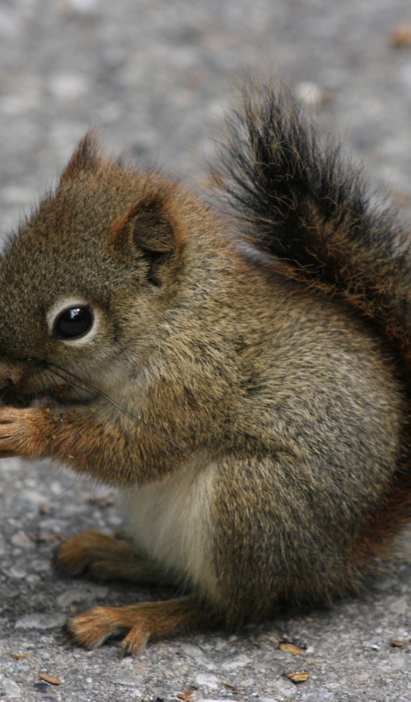 Маленькая белочка держит еду в лапках
