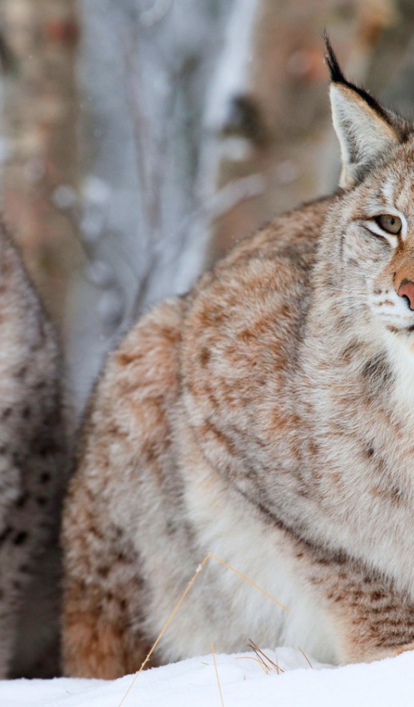 Рысь с детёнышем