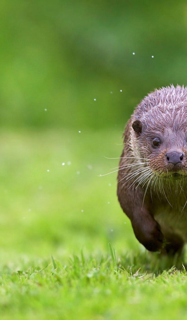 Otter running through the grass