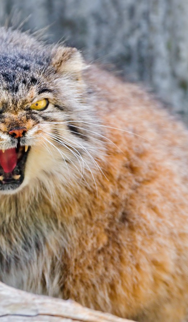 Манул в ярости