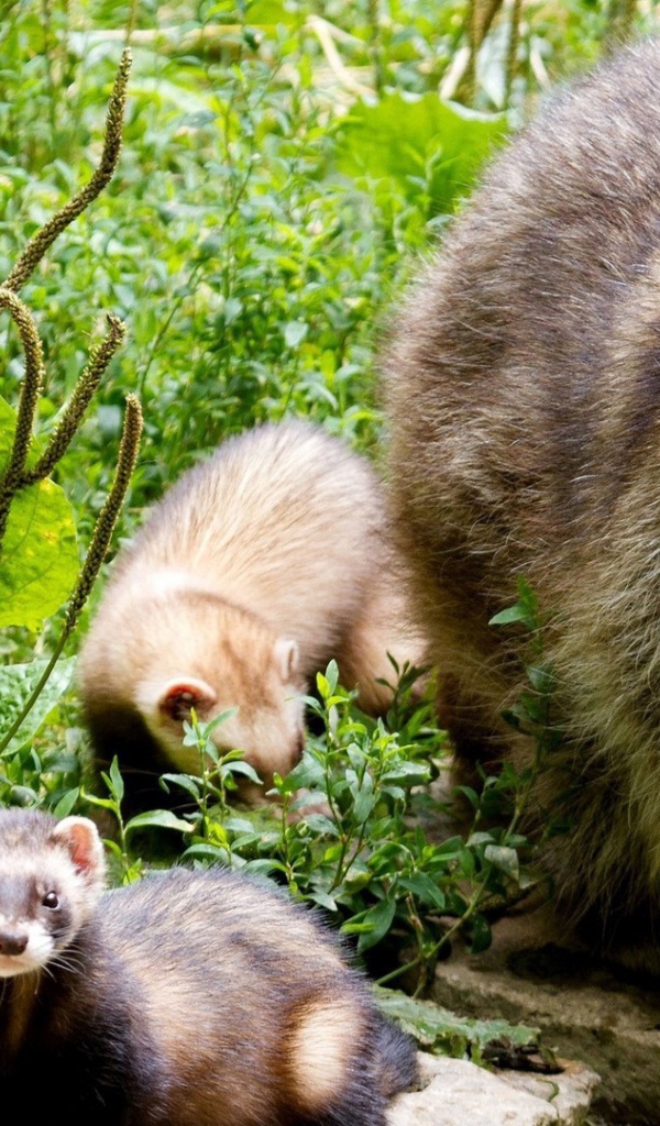 Енот-полоскун со своими детенышами