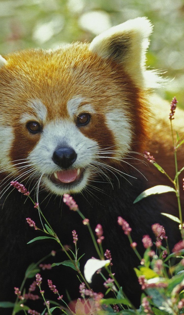 Красная панда в траве