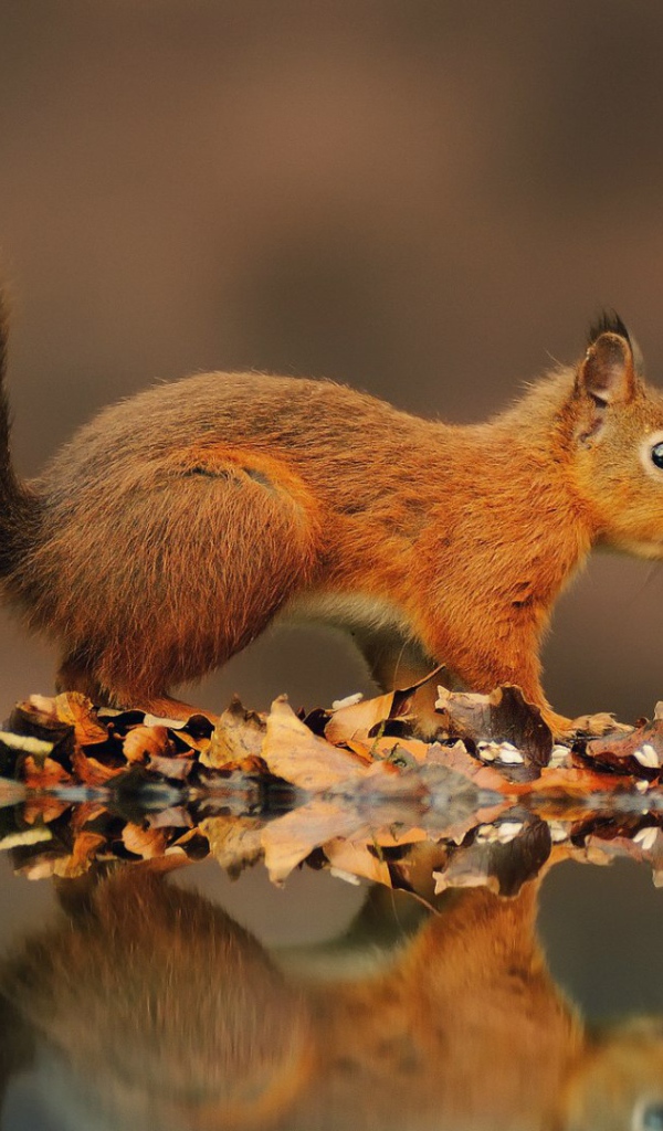 Рыжая белка на берегу пруда