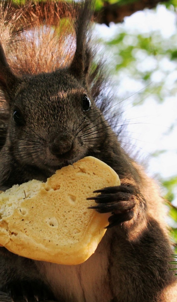 Белка ест булочку