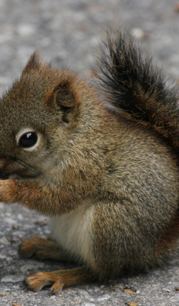 Бельчонок ест орех