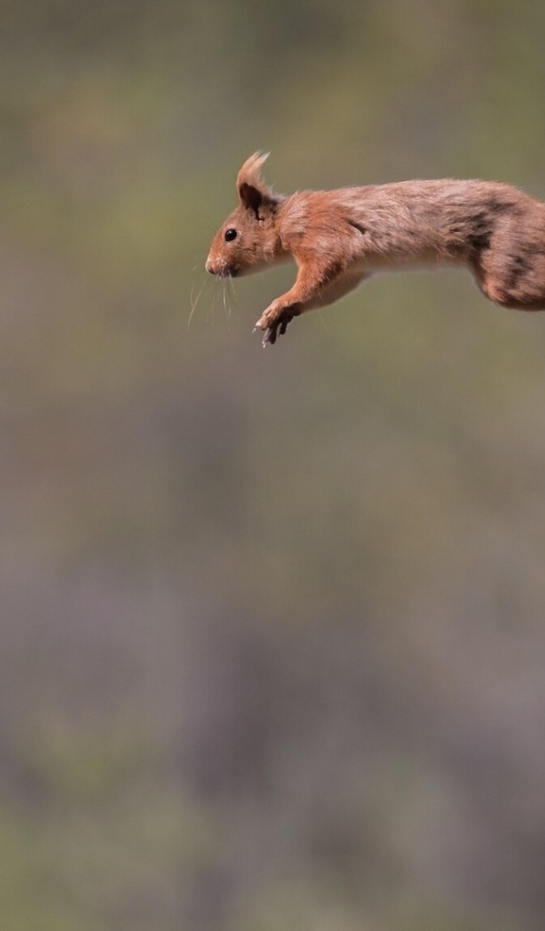 Белка летит с ветки на ветку