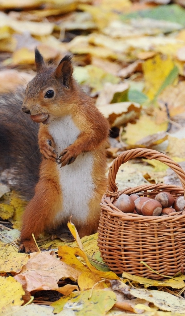 Белка у корзины с орехами