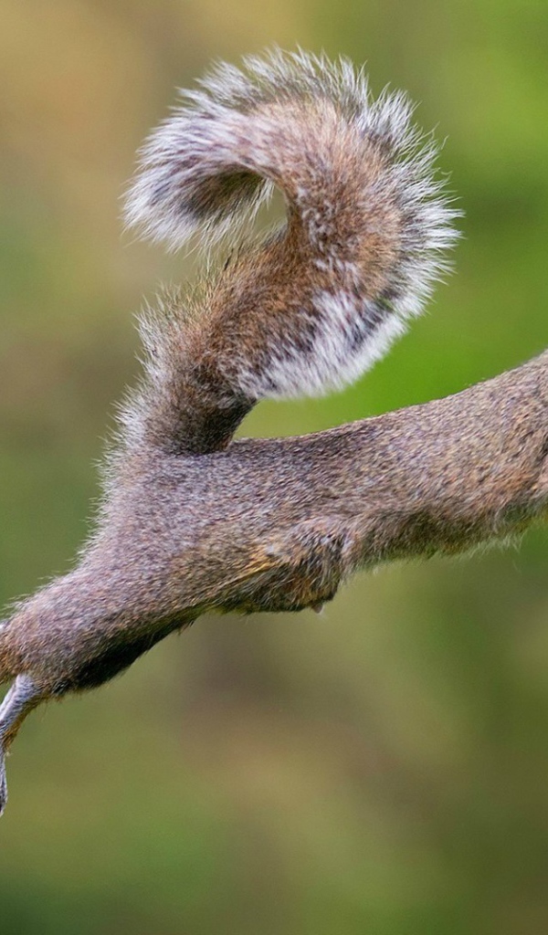 Белка совершает прыжок