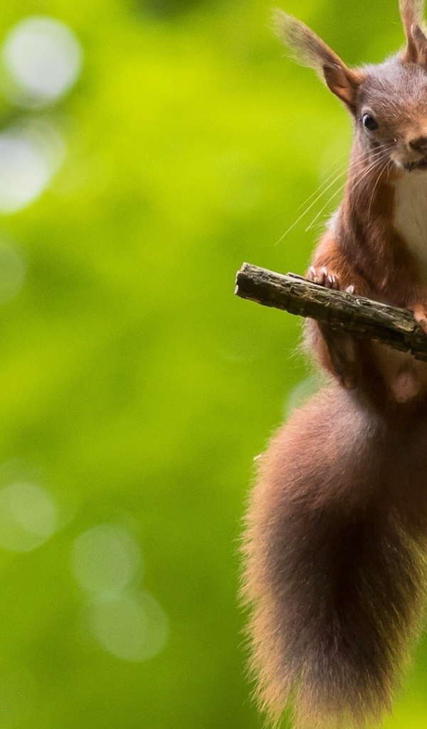 Белка на сучке дерева