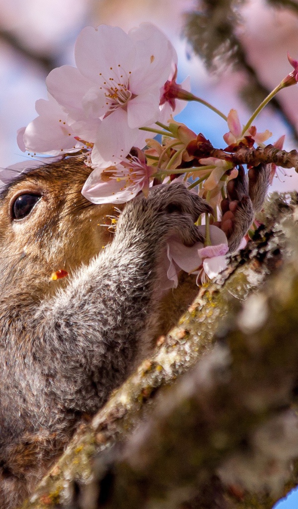 Белка на цветущем дереве