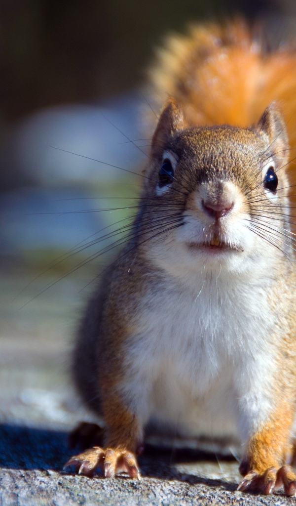 Белочка на доске