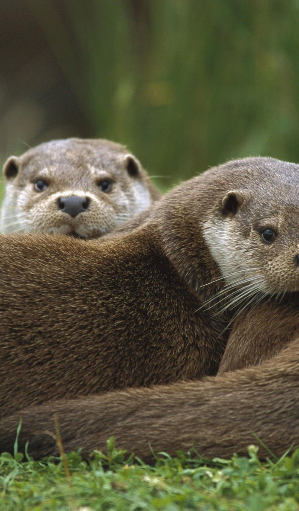 Две выдры лежат на траве