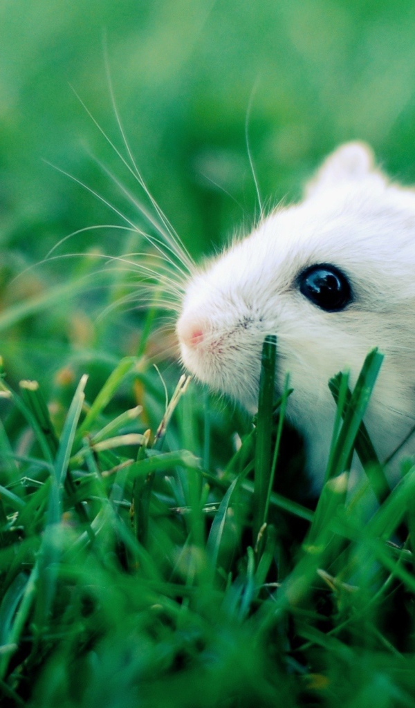 Белый хомяк в траве
