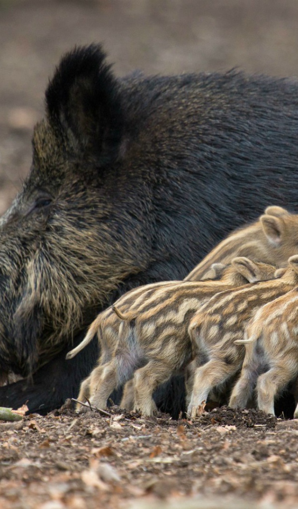 Дикие поросята с мамой