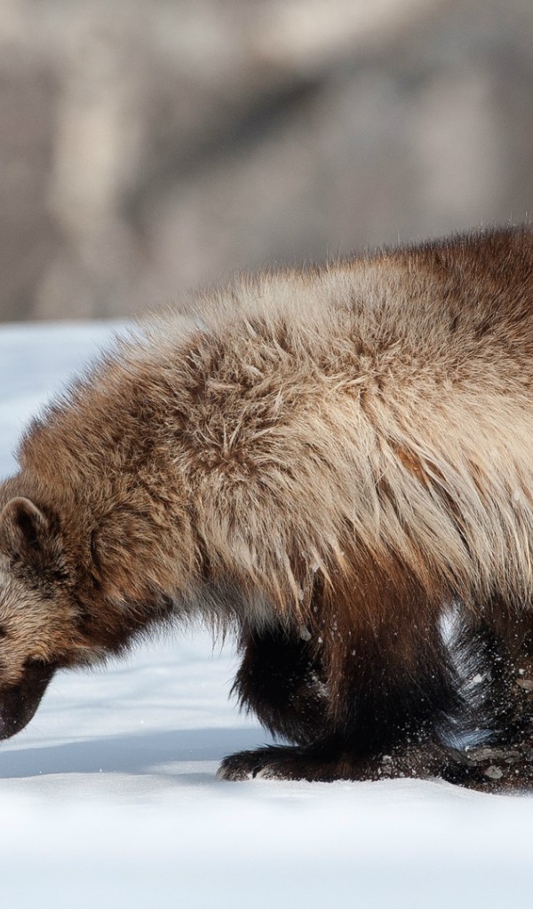 Росомаха и лиса