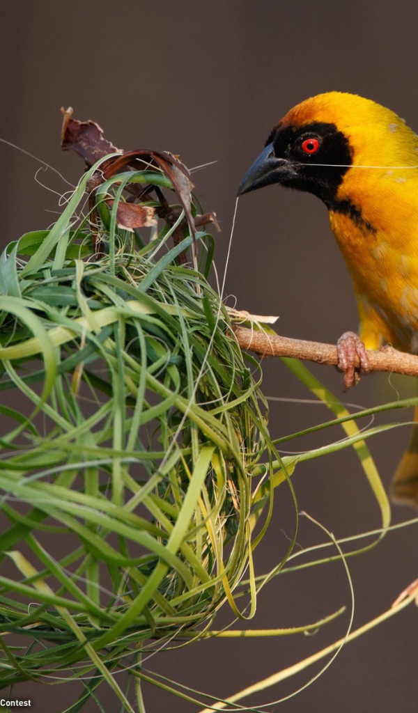 Птица вьет гнездо из травы