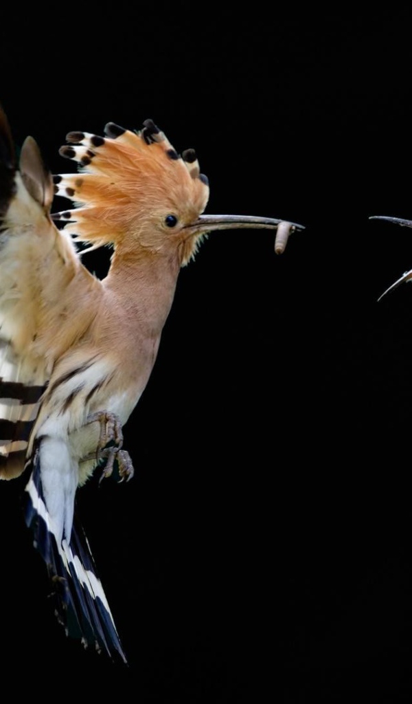 Птица с хохолком кормит птенца