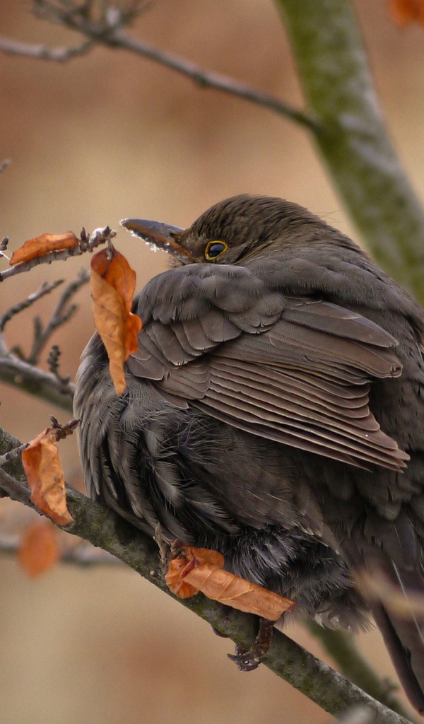 Птица с черными перьями сидит на ветке