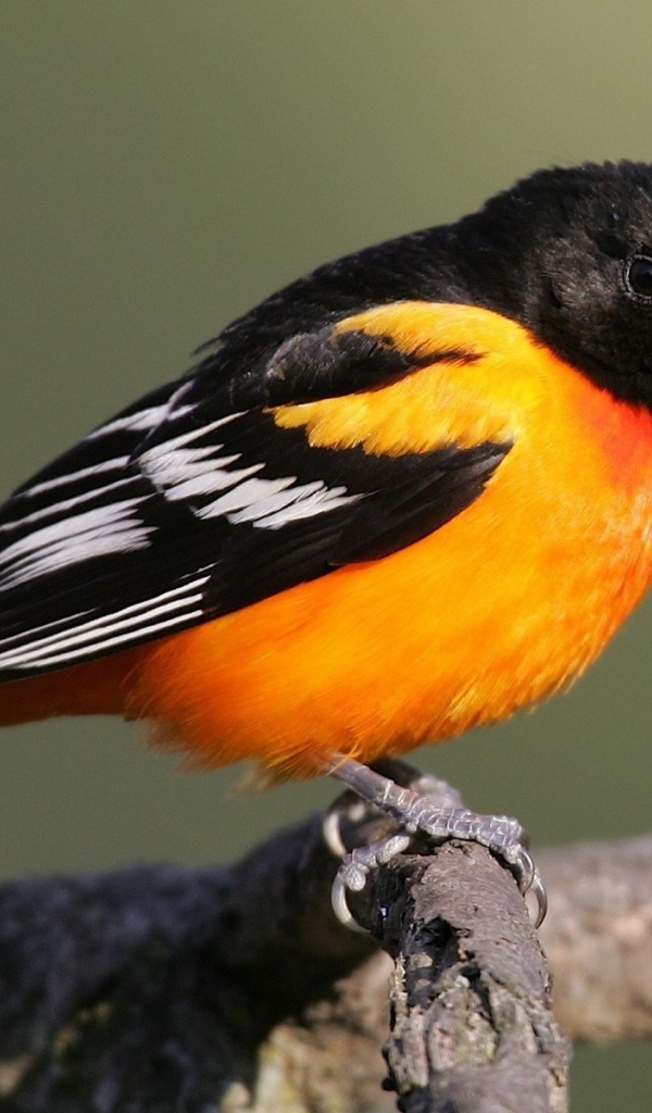 Птица с оранжевой грудкой и черным хвостом