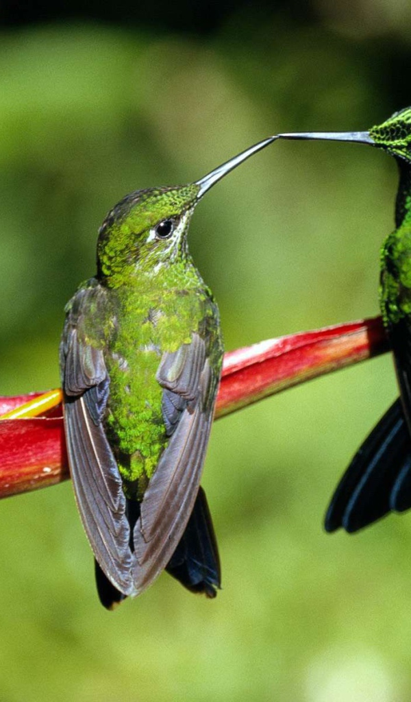 Семейная пара зеленых колибри
