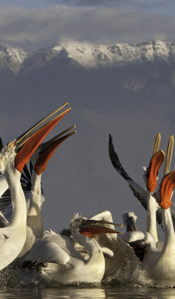 Стайка пеликанов на фоне гор