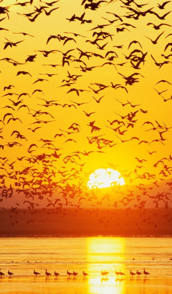 Большая стая гусей на озере на закате