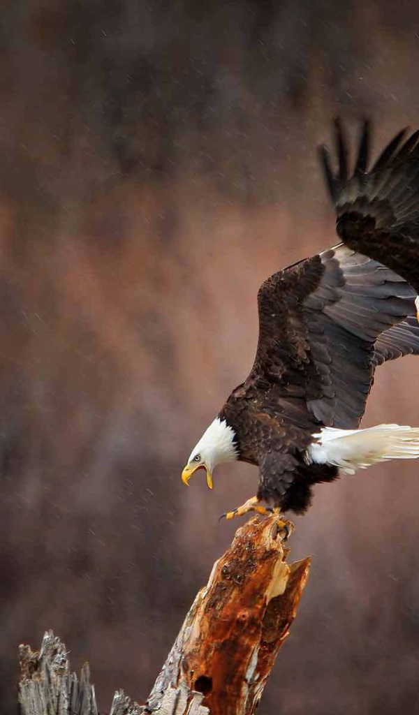 Пара белоголовых орла