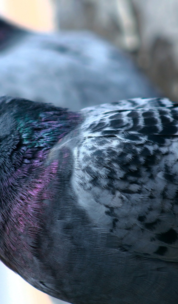 Пара сизых городских голубей