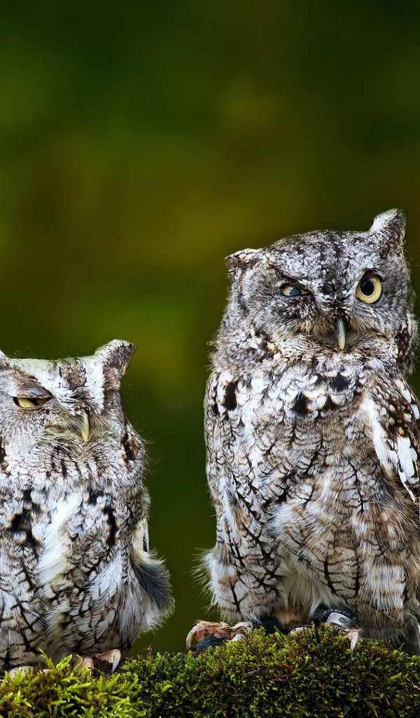 Пара взлохмаченных сов