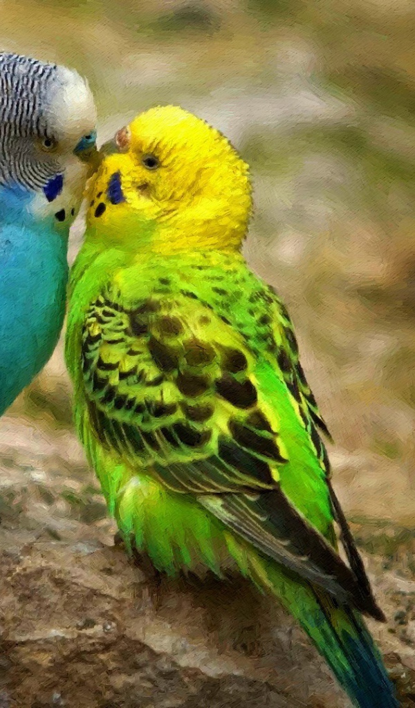 Пара экзотических попугаев