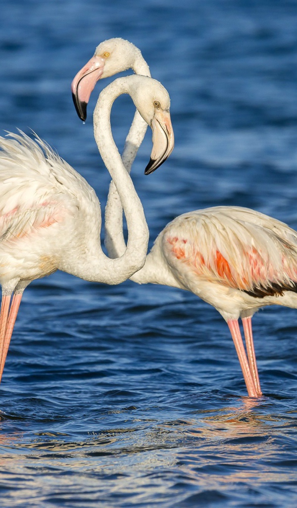 Пара фламинго стоят в воде