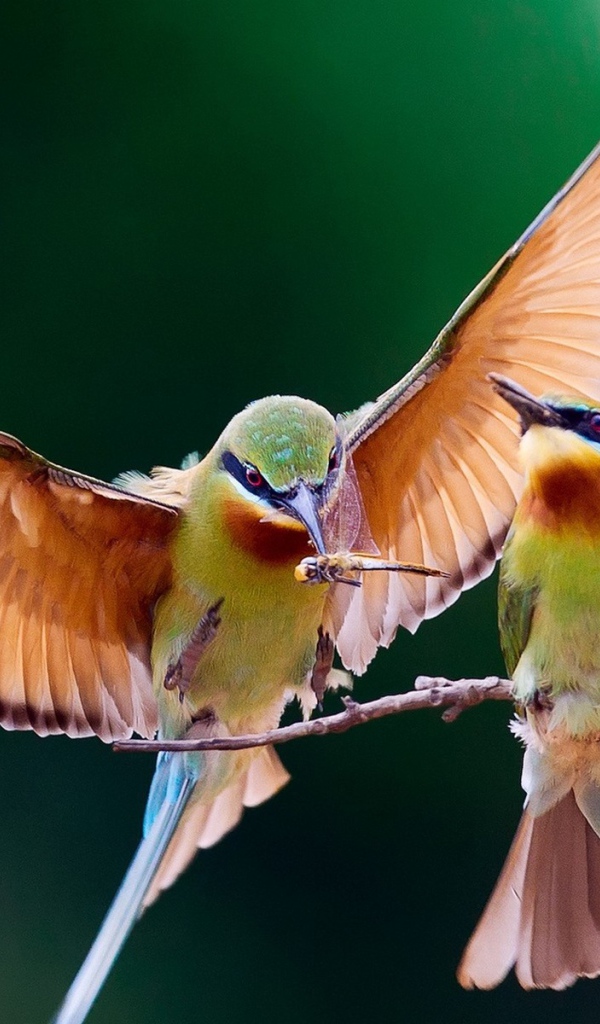 Пара колибри на веточке