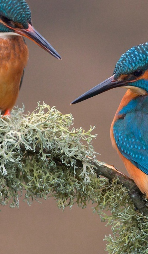 Пара зимородков вьет гнездо