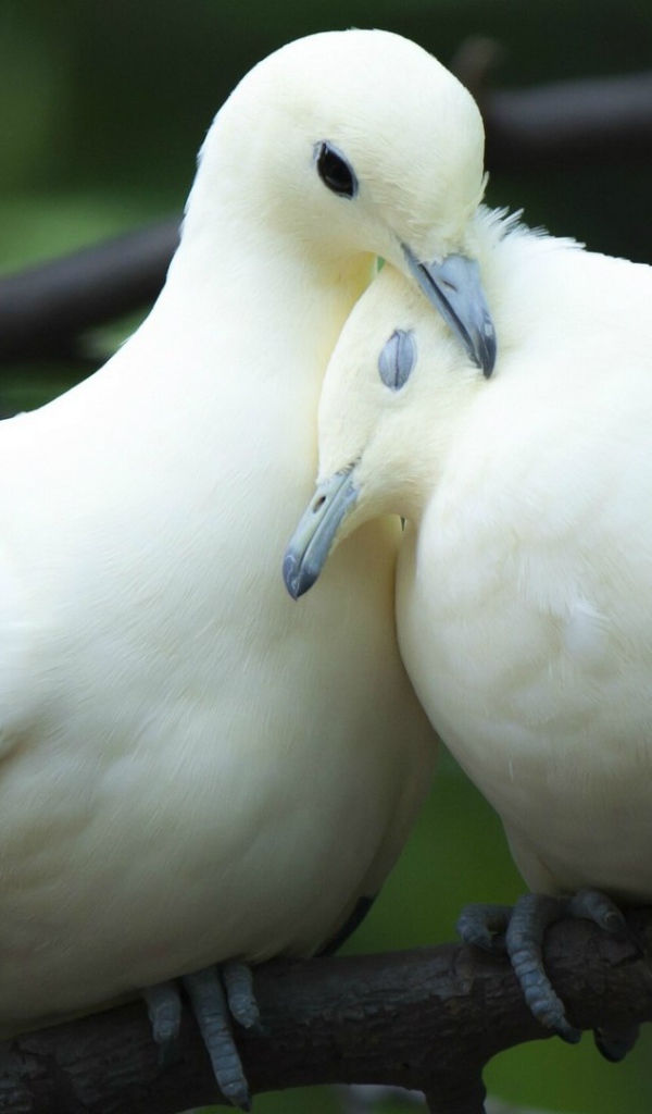 Пара милых белых голубей
