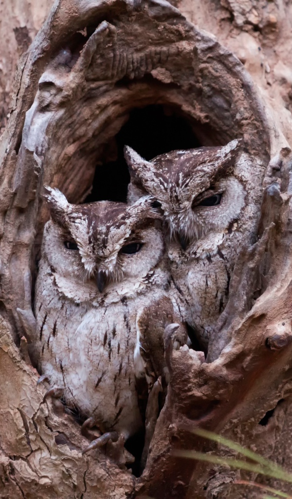 Пара сов сидят рядом в дупле