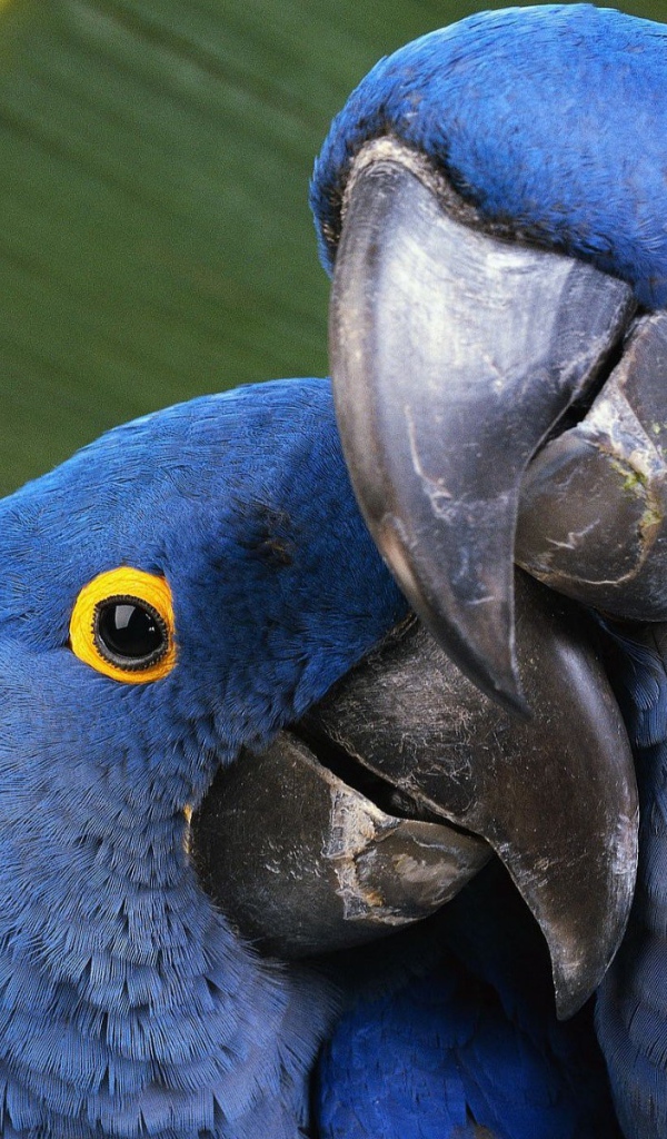 Пара попугаев с голубыми перьями