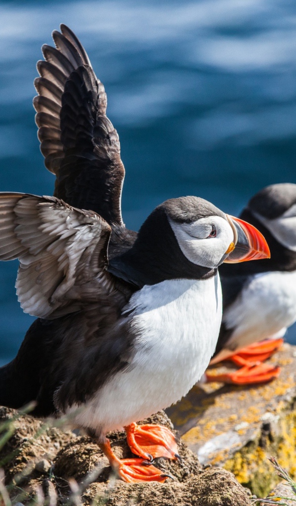 Пара тупиков на камне