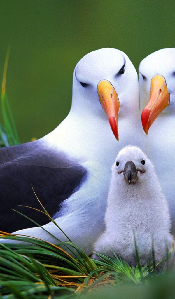 Пара чаек со своим птенцом