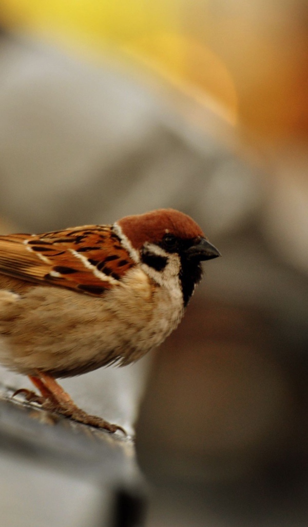 Обыкновенный городской воробей