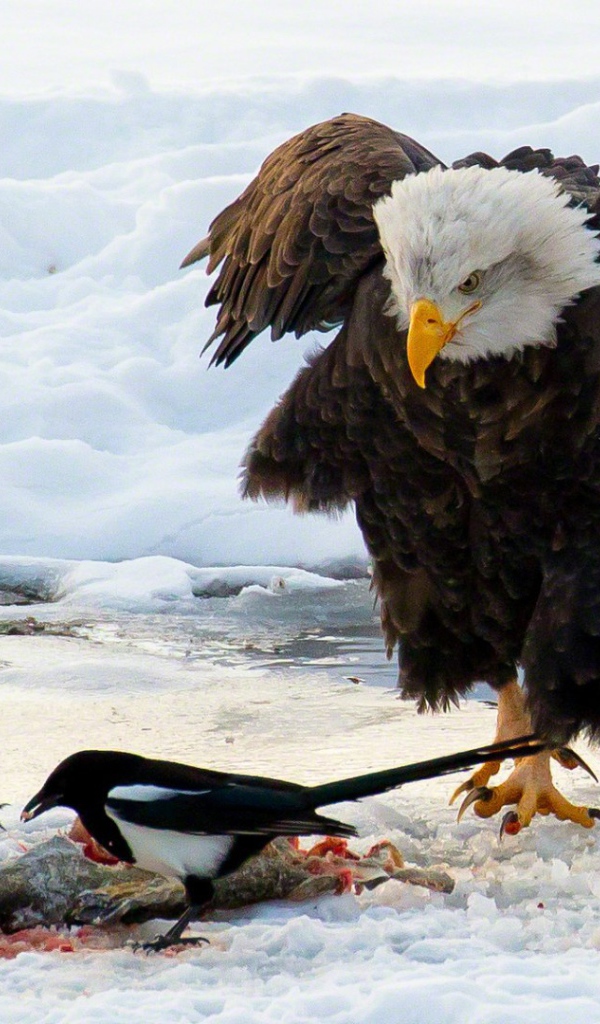 Белоголовый орлан и сороки