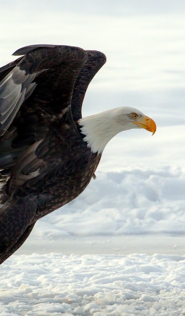 Белоголовый орлан садится на снег