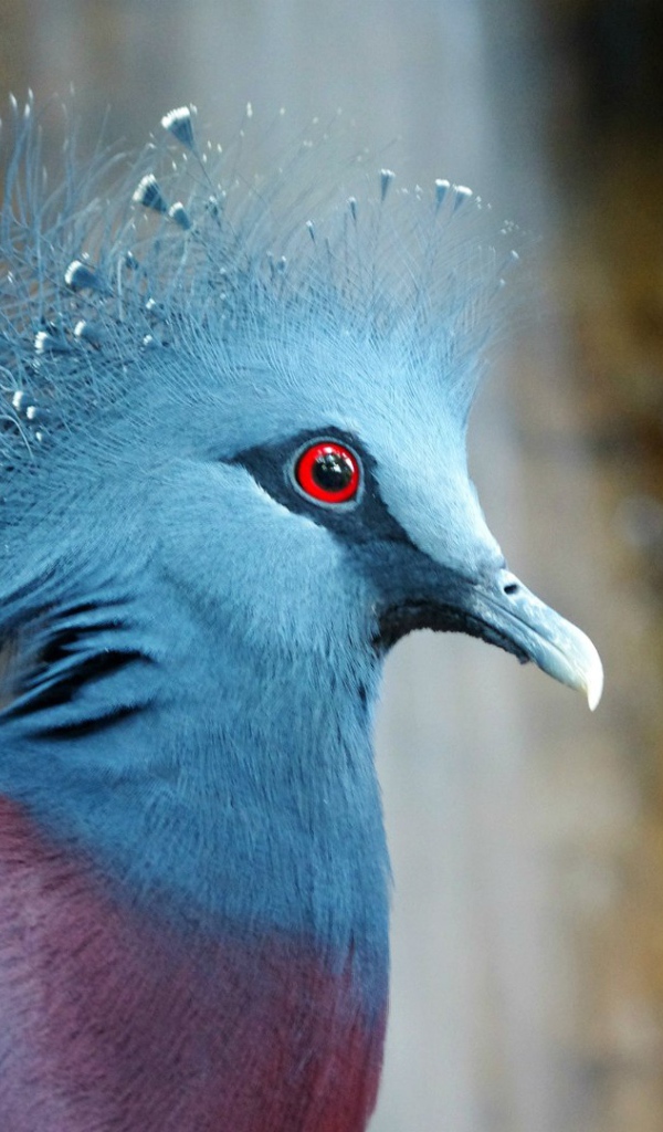 Красивый венценосный голубь