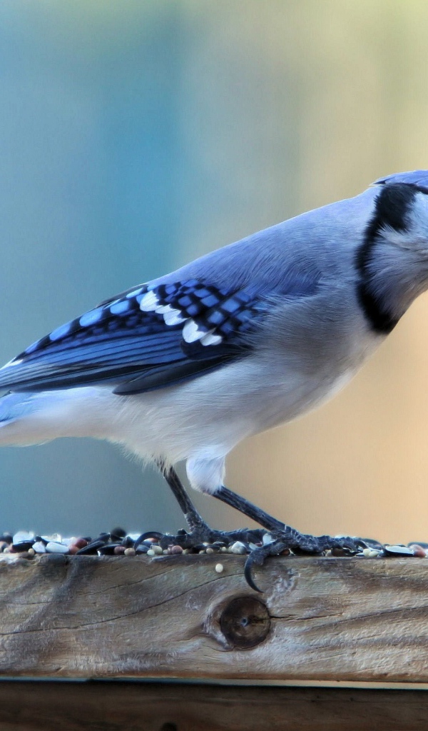 Красивая птица с голубыми перьями на доске